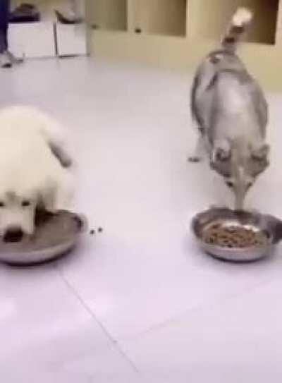 turn off your brain and watch the video