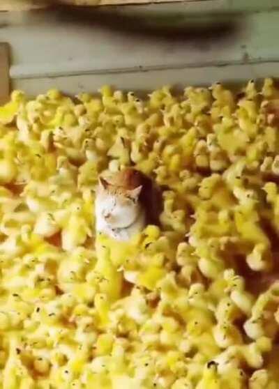 Being a bro even against nature!