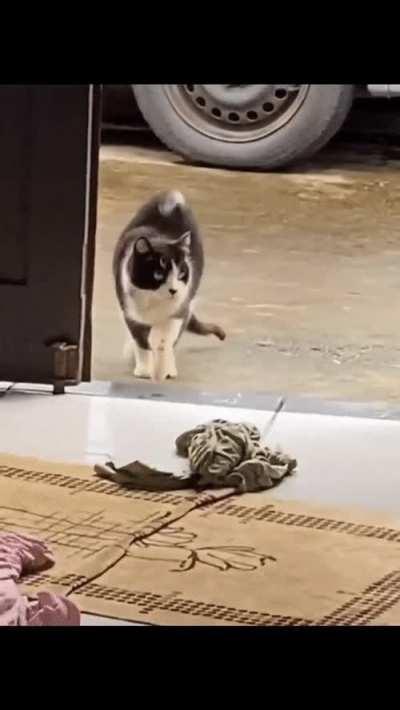 This cat deserves an Oscar