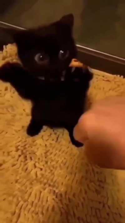 Who said black cats are bad luck?