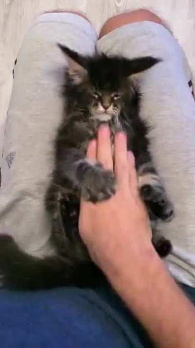 Baby Duke, 2.5 months old playing.