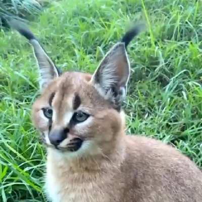 Perfect ear flick of a Caracal kitten