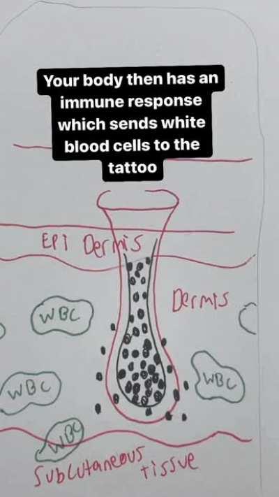 How do tattoos stay permanent -you all probably know it but I found it cool.