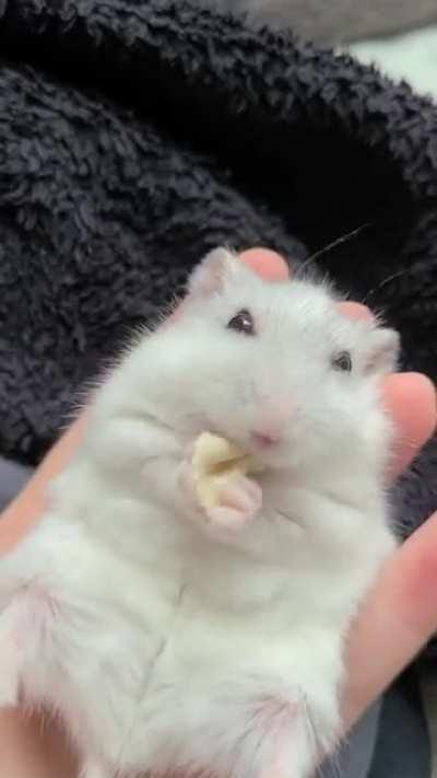 sylvester has the cutest lil grabbies