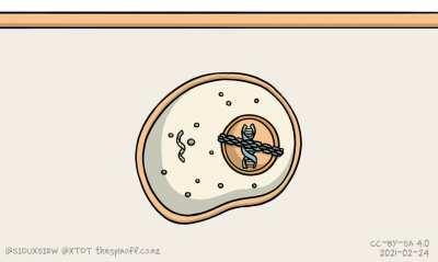 Edukacinė animacija kaip veikia COVID-19 iRNR vakcinos