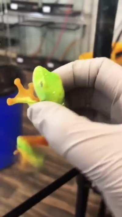 Bright green frog with big black eyes