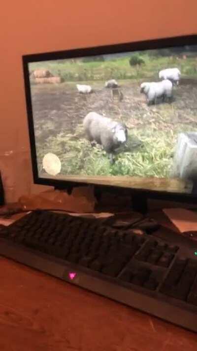 My cattle dog is admiring the quality of the sheep on RDR, that is, until it looks at her 😂 Its literally her favorite game, she runs in the room when she hears me start it