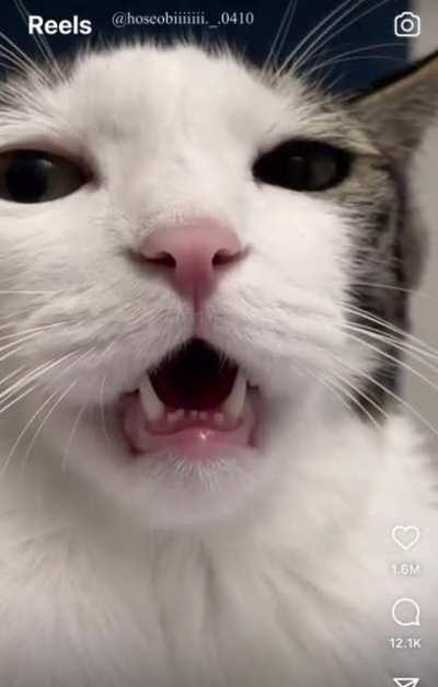 ASMR Cat