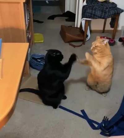 Let’s pattycake and fight respectfully