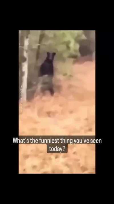 Black bear are always funny !