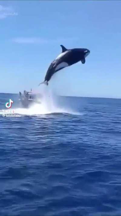 🔥 Orca slaping a dolphin straight  out the sea