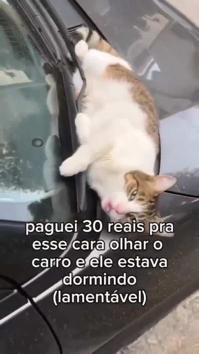 Gato flanelinha 