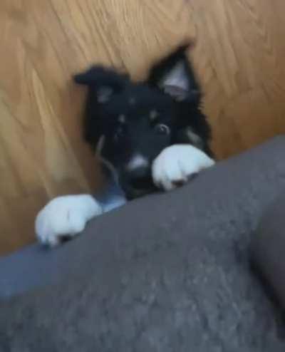 poor pupper trapped under a demon couch and stuck forever