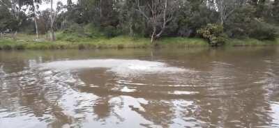 Seal vs. Fish - Yarra River