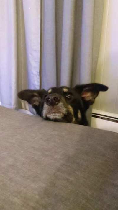 Telling me all about losing his squeaker under the couch.