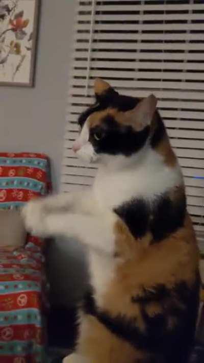 Cat.