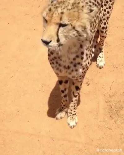 Have you ever heard of a cheetah voice before? This is Dexter, displaying several vocalizations! Cheetahs are the only big cats that purr. In addition to purring, cheetahs meow, bark, hiss and chirp, but can’t roar.
