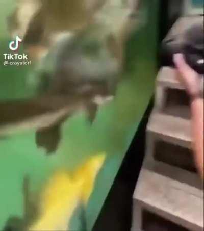 I may have knocked him out