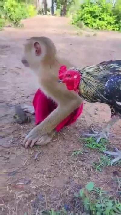 A monkey, a rooster, and a toad walk into a bar...