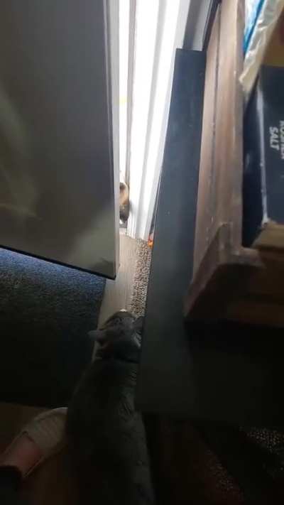 Getting to know the neighbor cat