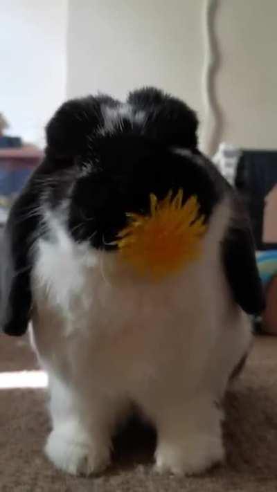 Monty doing the dandelion challenge