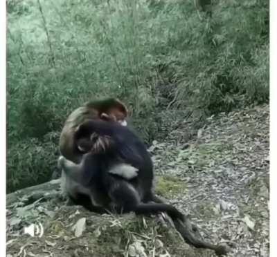 Rare footage of two endangered golden monkeys hugging