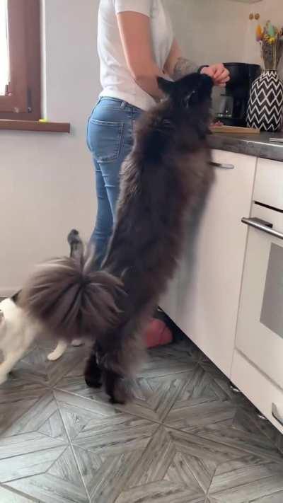 Size of a maine coon cat next to a typical cat