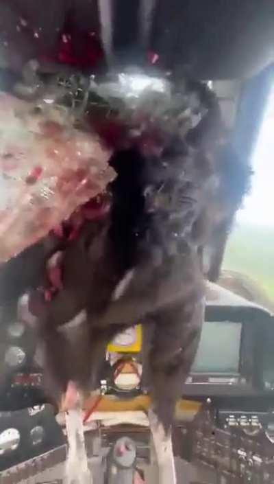 Dumb bird crashed on my airplane, do I have to log Sic now, can I try to log it as Intruction? 