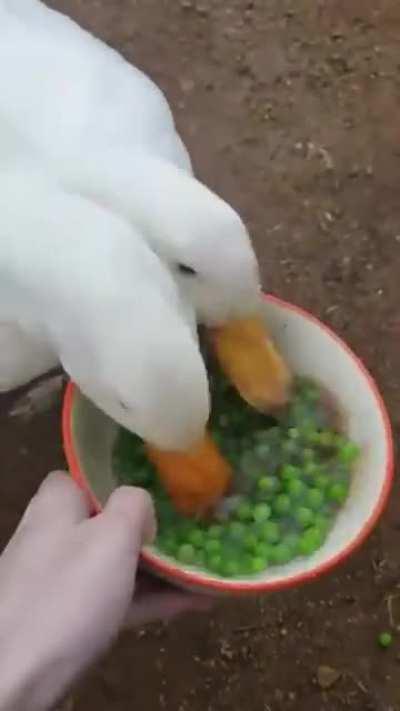 Ducks annihilate a bowl of peas