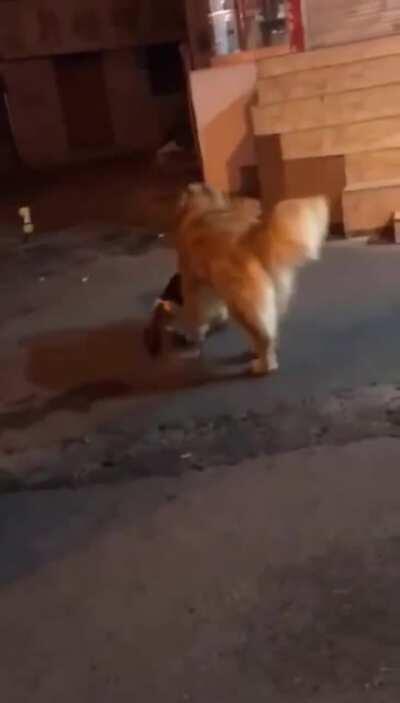 Hitcat called back by boss