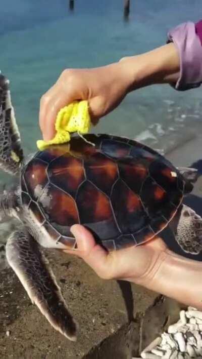 Turtle bath