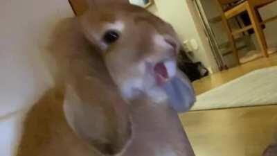 Pudding now wants to go by Puddirotti