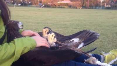 Golden Eagle getting massages from its handler, Falconry birds often wear special weighted ropes on their legs while training to boast flying strength.