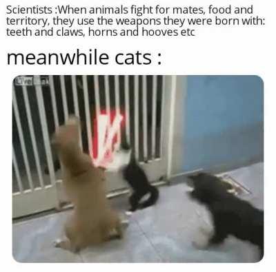 Ventres vs Obi and Ani