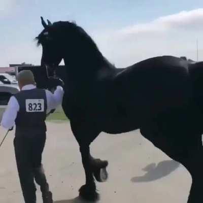 He just couldn't hold its elegance