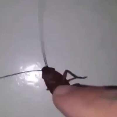 Cockroaches... My best friends...