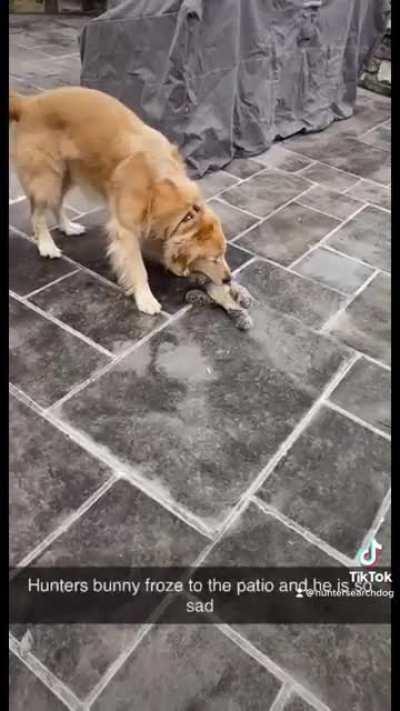 Hunter the Search Dog and his daily struggles. I told him to bring his bunny in before the storm. I guess wait a few day for it to thaw out. 😀
