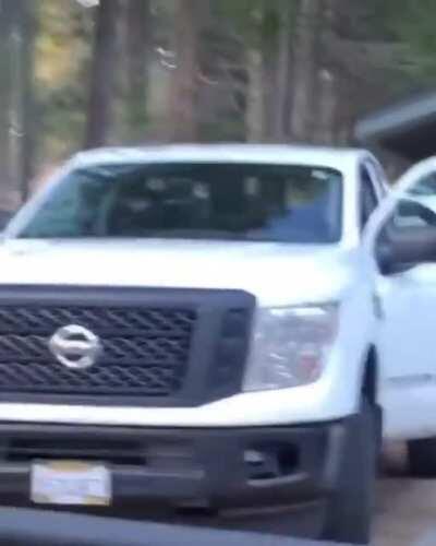 This Beary confused guy on his way to work