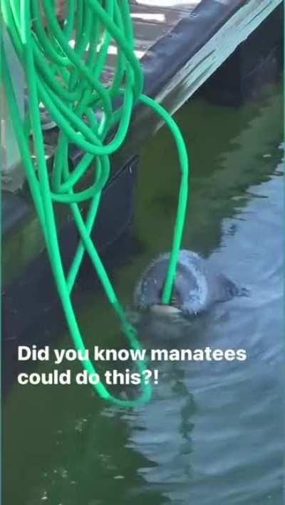 Manatee has a cool trick