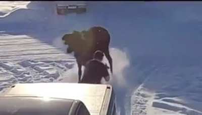 Little dog saves his human, the bravest boy