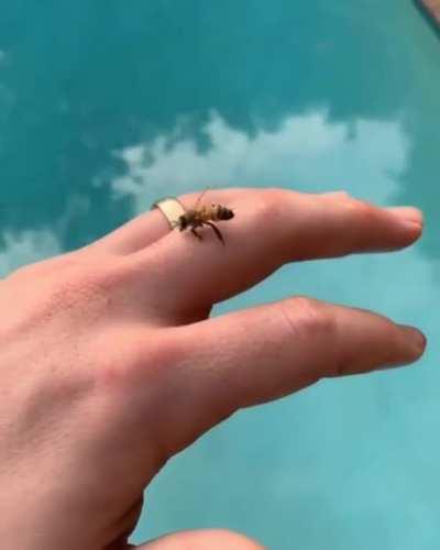 Saving a bee from drowning