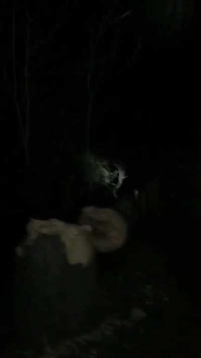 Took 4 hours taking turns swinging an axe at this giant tree (it was dead)