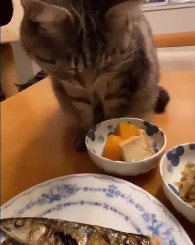 touch tha actual fishy