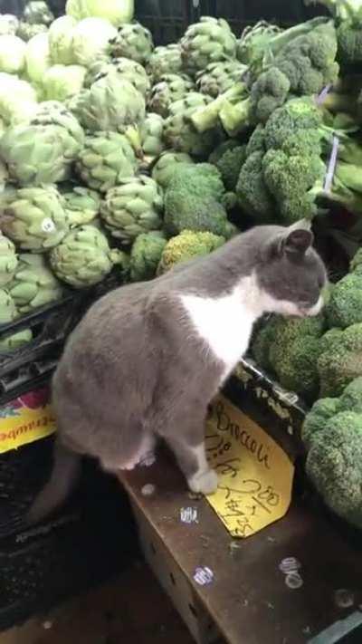Thanks, I hate cat chomping on broccoli