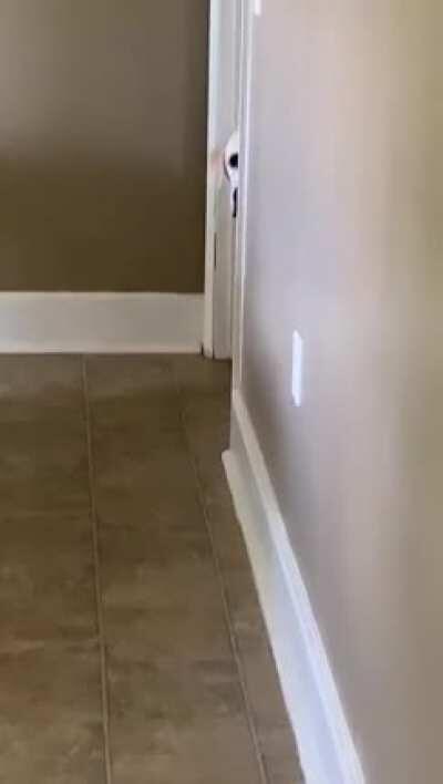 My best friend passed away today after 12 years. He always did weird things like this.