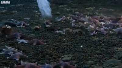 Brinicle under the Antarctic ice sheet freezing everything in its path