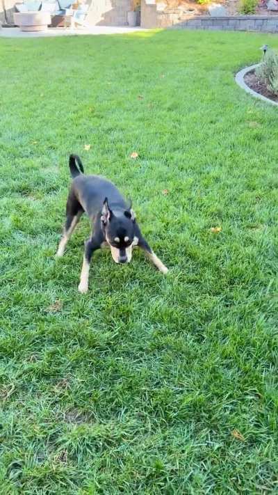 Meet Doozy, our new foster with cerebellar hypoplasia