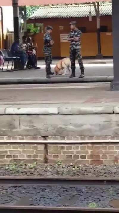 Police dog zoomies :)