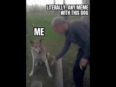 Good boy meme