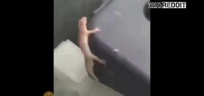 Me everytime this banger starts